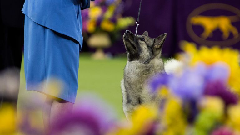 Westminster Kennel Club Dog Show brings top canines to NYC 106 A Norwegian elkhound takes part in the best in show round at the 141st annual Westminster Kennel Club dog show at Madison Square Garden in Manhattan Tuesday, Feb. 14, 2017.