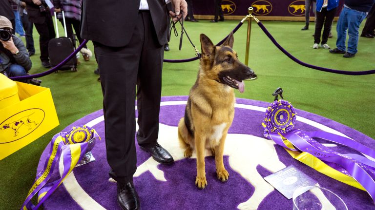 Westminster Kennel Club Dog Show brings top canines to NYC 107 Handler and owner Kent Boyles holds Rumor, a German shepherd, named best in show at the 141st annual Westminster Kennel Club dog show at Madison Square Garden in Manhattan Tuesday, Feb. 14, 2017.