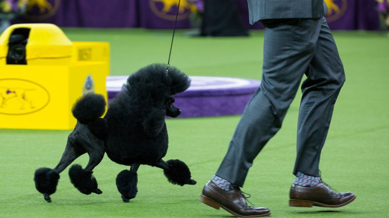 Westminster Kennel Club Dog Show brings top canines to NYC 109 The winner in the non-sporting group enters the ring during the best in show competition at the 141st annual Westminster Kennel Club dog show at Madison Square Garden in Manhattan Tuesday, Feb. 14, 2017.