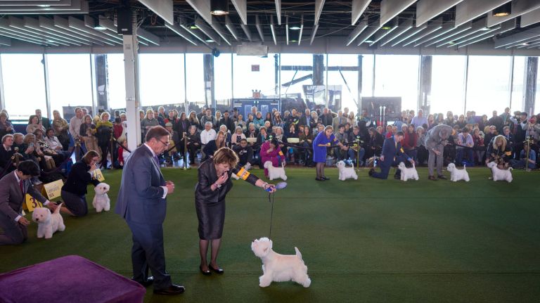Westminster Kennel Club Dog Show brings top canines to NYC 110 West Highland white terriers compete in a show ring at the 141st annual Westminster Kennel Club Dog Show in Manhattan Tuesday, Feb. 14, 2017.