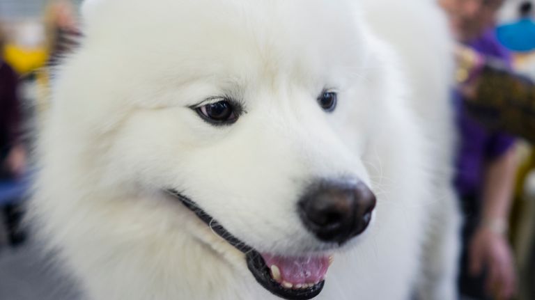 Westminster Kennel Club Dog Show brings top canines to NYC 111 Luna, a Samoyed, enjoys time on the grooming table at the 141st annual Westminster Kennel Club Dog Show in Manhattan Tuesday, Feb. 14, 2017.
