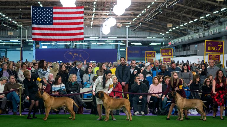 Westminster Kennel Club Dog Show brings top canines to NYC 114 Bullmastiffs compete at the 141st annual Westminster Kennel Club Dog Show in Manhattan Tuesday, Feb. 14, 2017.