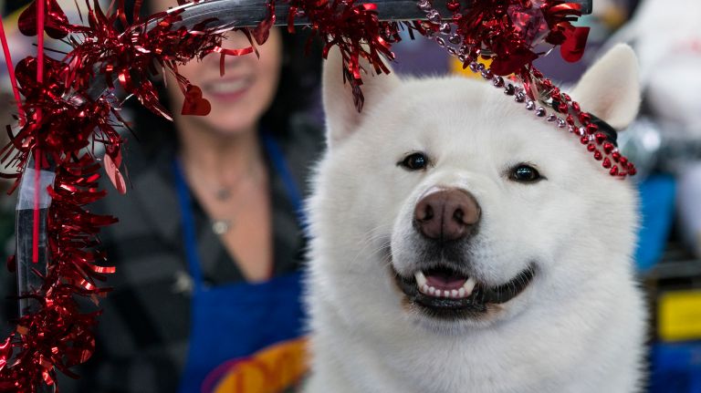 Westminster Kennel Club Dog Show brings top canines to NYC 115 Shiku, a Siberian Husky from Kentucky, enjoys Valentine's Day decorations on a grooming stand at the 141st annual Westminster Kennel Club Dog Show in Manhattan Tuesday, Feb. 14, 2017.
