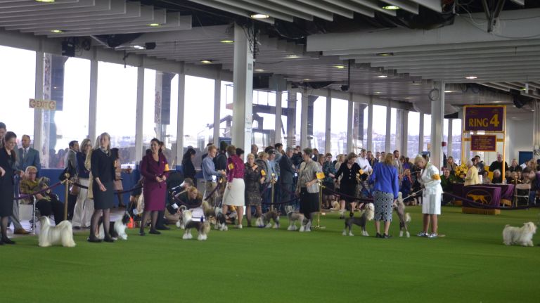 Westminster Kennel Club Dog Show brings top canines to NYC 120 Dogs and their breeders line up at the 141st annual Westminster Kennel Club Dog Show in Manhattan on Monday, Feb. 13, 2017.