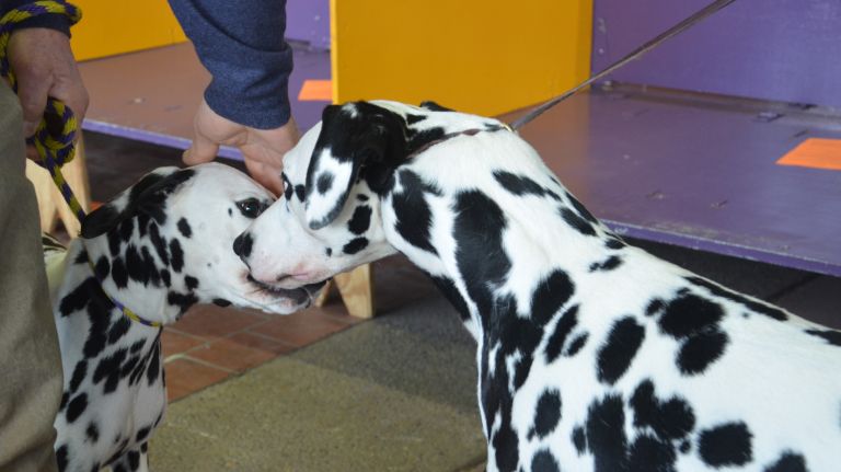 Westminster Kennel Club Dog Show brings top canines to NYC 121 Two dalmatians greet each other at the 141st annual Westminster Kennel Club Dog Show in Manhattan on Monday, Feb. 13, 2017.
