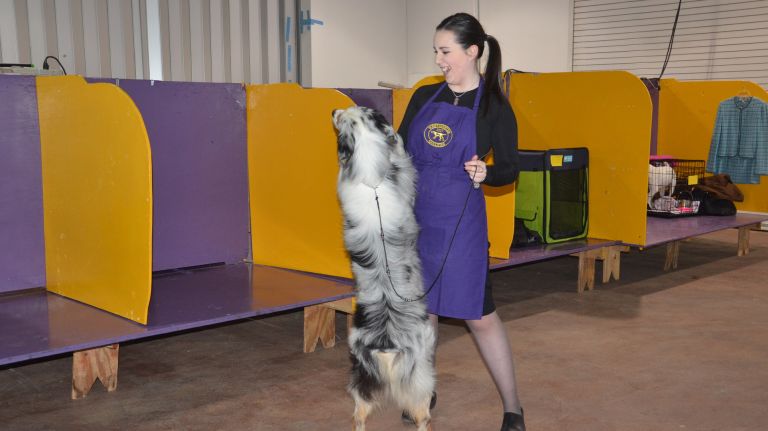 Westminster Kennel Club Dog Show brings top canines to NYC 122 A dog shows off his skills at the 141st annual Westminster Kennel Club Dog Show in Manhattan on Monday, Feb. 13, 2017.