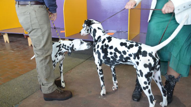 Westminster Kennel Club Dog Show brings top canines to NYC 123 Two dalmatians greet each other at the 141st annual Westminster Kennel Club Dog Show in Manhattan on Monday, Feb. 13, 2017.