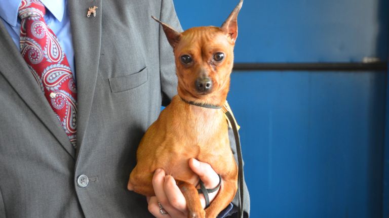 Westminster Kennel Club Dog Show brings top canines to NYC 130 A dog waits to compete in the 141st annual Westminster Kennel Club Dog Show in Manhattan on Monday, Feb. 13, 2017.