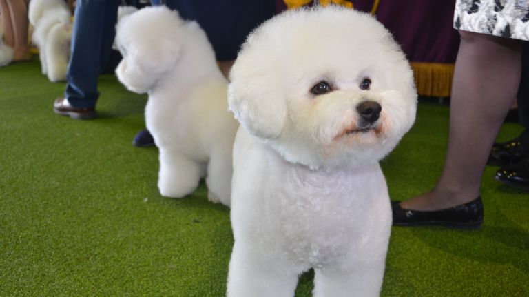 Westminster Kennel Club Dog Show brings top canines to NYC 135 A Bichon frise competes at the 141st annual Westminster Kennel Club dog show in Manhattan on Monday, Feb. 13, 2017.