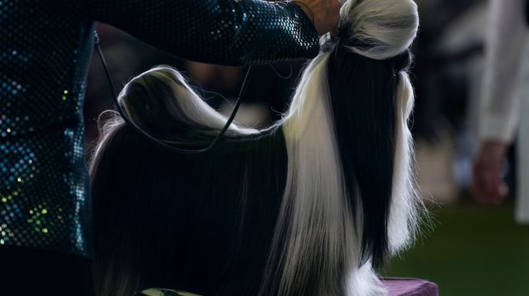 Westminster Kennel Club Dog Show brings top canines to NYC 136 A Shih Tzu stands on a table in the ring during judging at the 141st annual Westminster Kennel Club dog show in Manhattan on Monday, Feb. 13, 2017.