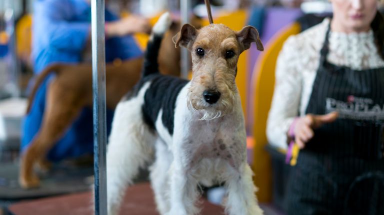 Westminster Kennel Club Dog Show brings top canines to NYC 137 An alert Wire Fox Terrier stands alert on a grooming table at the 141st annual Westminster Kennel Club dog show in Manhattan on Monday, Feb. 13, 2017.