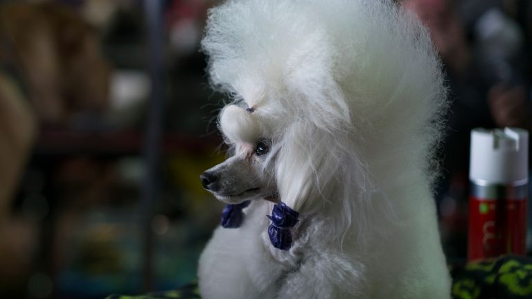 Westminster Kennel Club Dog Show brings top canines to NYC 138 A toy poodle name Missme, who is from Texas, takes a break in the benching area at the 141st annual Westminster Kennel Club dog show in Manhattan on Monday, Feb. 13, 2017.