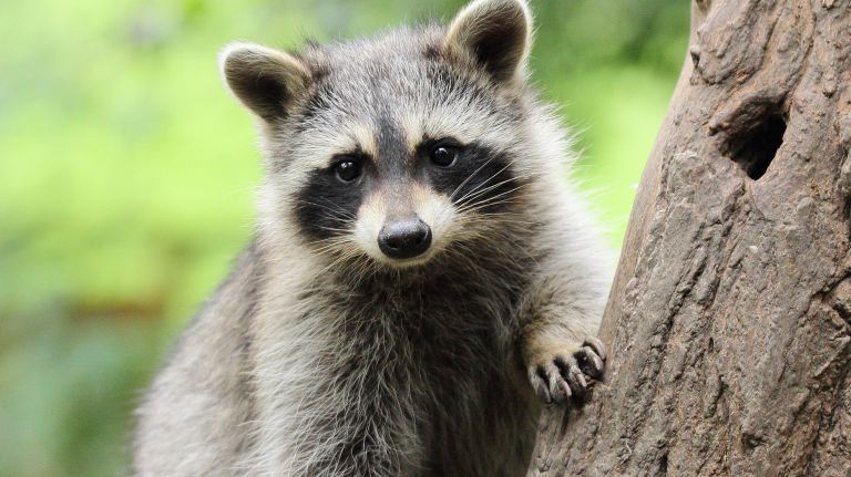 Raccoons with distemper found in Prospect Park, dog owners warned 1 Raccoons in Prospect Park have tested positive for the canine distemper virus, city officials said.