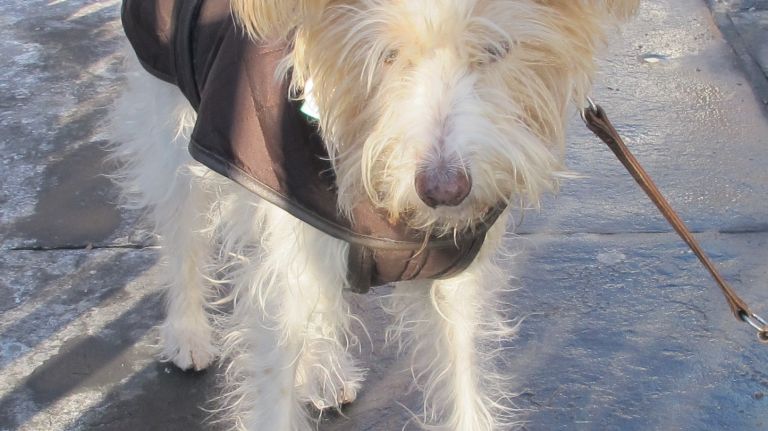 Nina is a type of German terrier called a kromfohrländer, and for someone with this much hair in her eyes, we must say her sense of style is impeccable. 