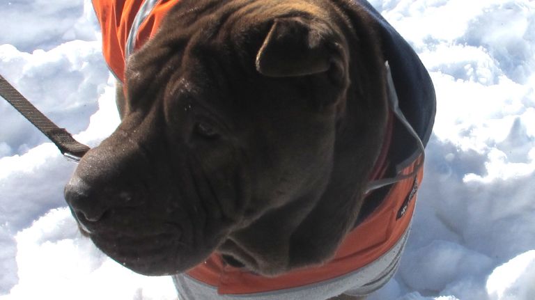 This handsome shar-pei goes by Marcello. His hobbies include long walks in the snow and rocking the color orange.