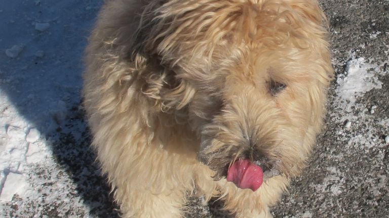 Wheaten terrier Couscous sticks his tongue out to fashion... when you have a natural fur coat like this, who needs to dress up?