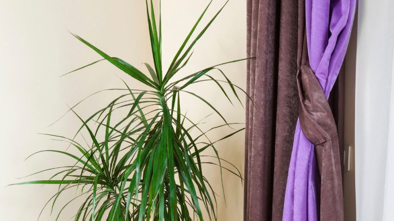 Wilson recommends getting dracaena and peace lilies for your home because they are natural air purifiers. 