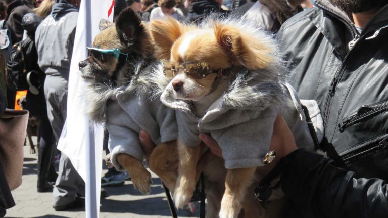 Dogs sport sunglasses at the first NYC Paws Parade and Adoptapalooza, organized by the ASPCA and the Mayor's Alliance for NYC's Animals, on April 10, 2016.