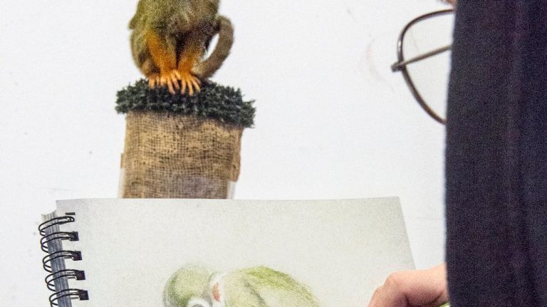 Art student Andres Lobato drawing a Squirrel Monkey named Tarzan, during art class at the New York Academy of Art in TriBeCa on Tuesday, March 29, 2016. 