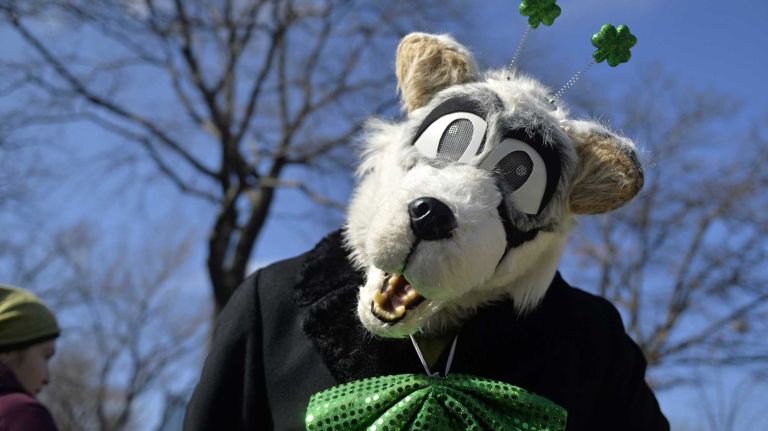 A parade participant in a dog costume is ready to step off Sunday, March 6, 2016, for the St. Pat's for All Parade in Sunnyside. 