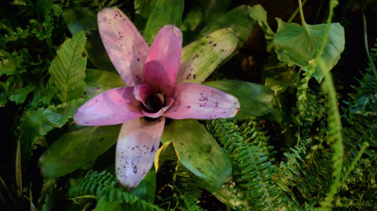 A wide variety of 3,000 plants can be found growing at the Lowline Lab, as the team seeks to determine which types of plants are best suited to growing underground.