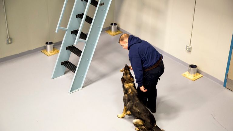 Photos: See MTA's new K-9 facility 8 A MTA police officer trains a canine in a largest K-9 training facility in the States located in Stormville, NY.