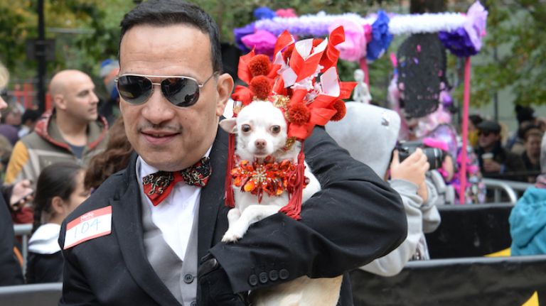 Kimba, a young Chihuahua named for a famous animé hero, dressed up as Sarah Jessica Parker at the Met Gala with master pet couturier, Anthony Rubio, as her date.