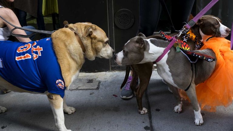 New York Mets dogs dress up in World Series parade 19 Rescue dog participants greet one another before they embark in what is called the first New York Mets World Series