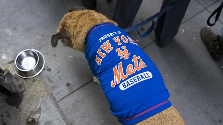 New York Mets dogs dress up in World Series parade 31 A rescue dog participant contemplates a drink of water before what is called the first New York Mets World Series