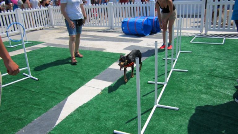 Hundreds of puppies gathered in Williamsburg for cuteness overload 17 Milo, from Ronkonkoma on Long Island, tries out the agility course during BarkFest. Milo might have a bit of work to do to master the course...