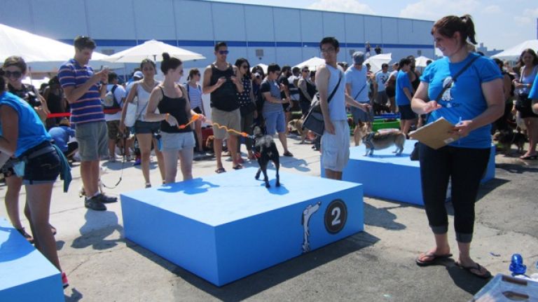 Hundreds of puppies gathered in Williamsburg for cuteness overload 19 Contestants for the hot dog speed eating contest take their stands.