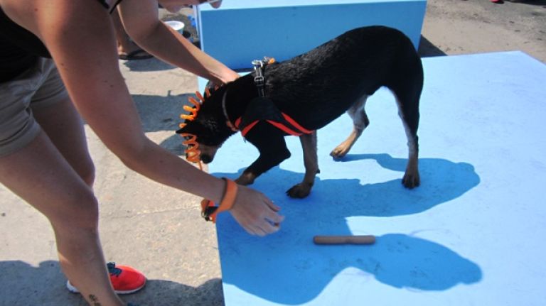 Hundreds of puppies gathered in Williamsburg for cuteness overload 21 Milo, from Ronkonkoma on Long Island, competed in the hot dog speed eating contest, but didn't seem interested in the treat.