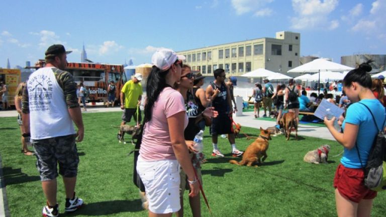 Hundreds of puppies gathered in Williamsburg for cuteness overload 24 Pups took in the view of the skyline at BarkFest on the Williamsburg water front on Sunday.
