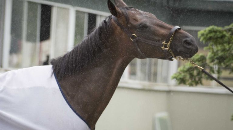 Mubtaahij prepares for his washing after his workouts at Belmont Park Race Track in Elmont on June 2, 2015.