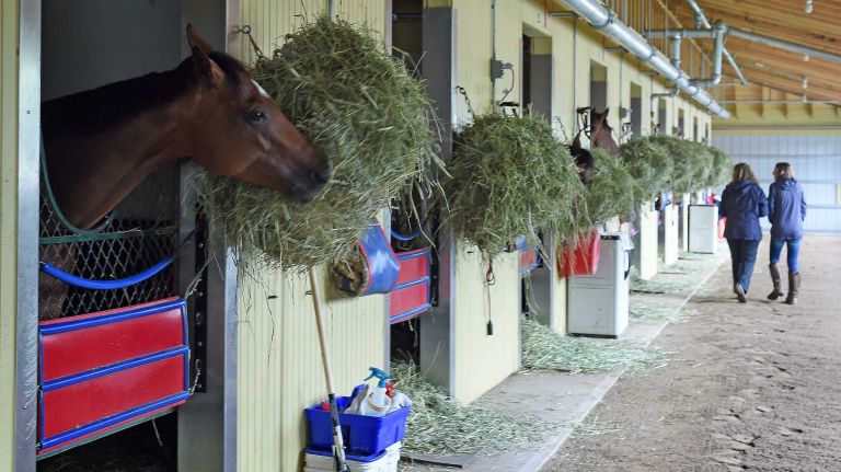Horses are seen in the stables at Belmont Park in Elmont on June 1, 2015.