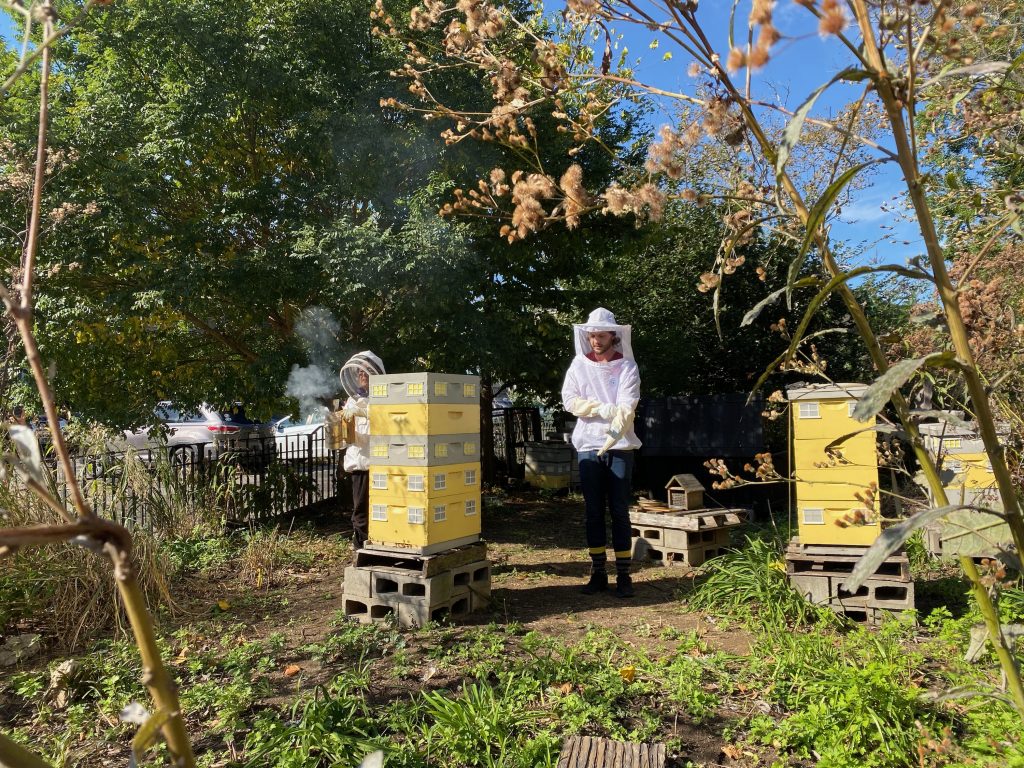 The buzz on local beekeepers & protecting the species 3