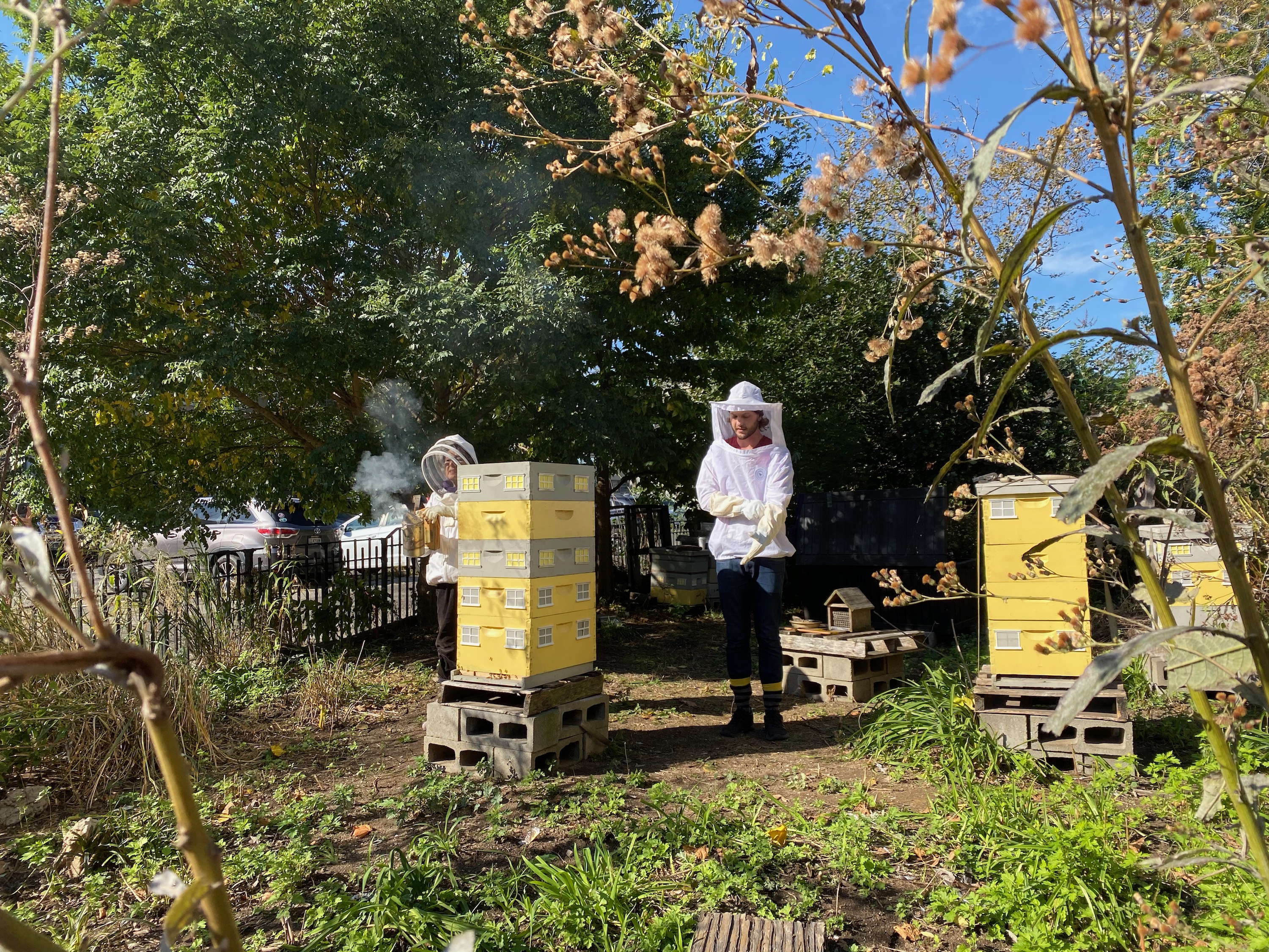 The buzz on local beekeepers: Working to protect the threatened species 3