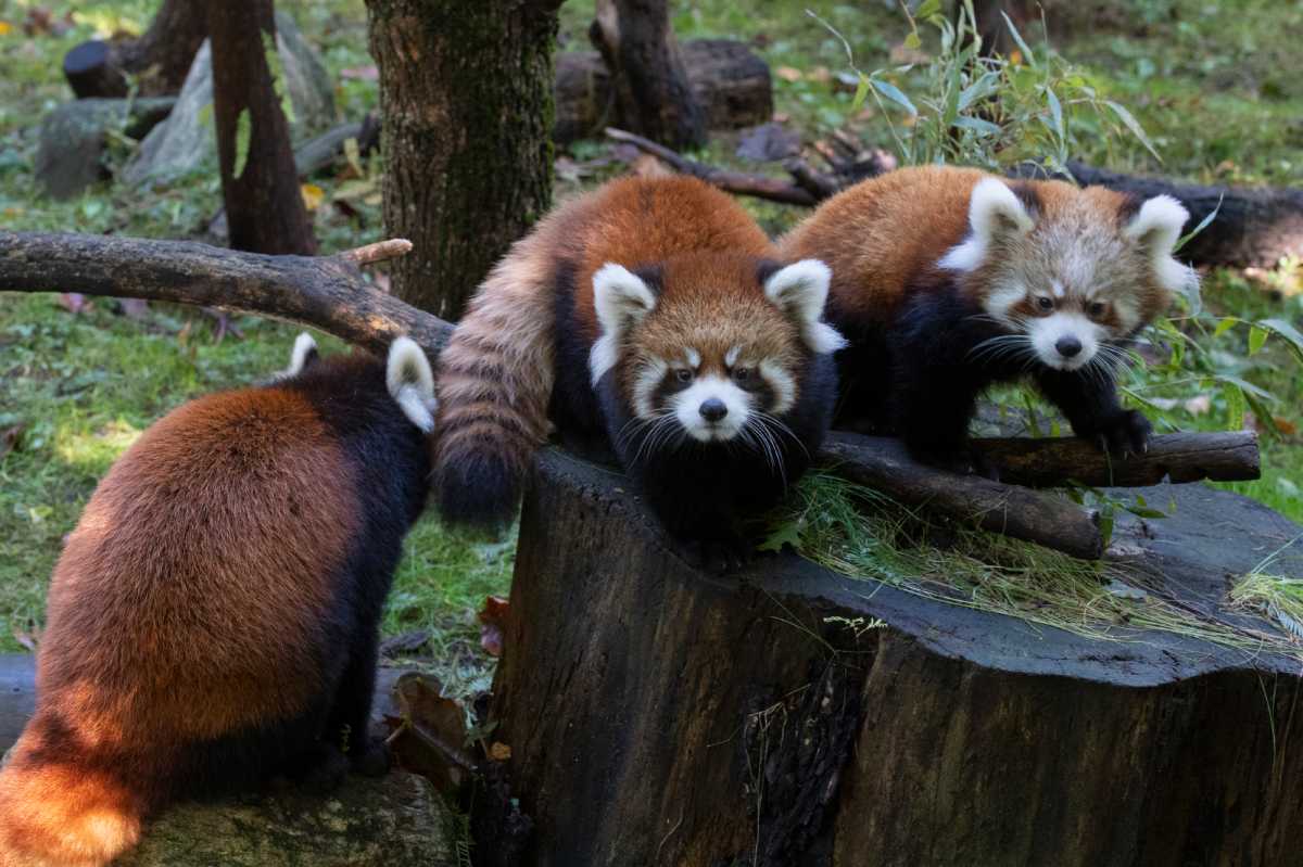Julie Larsen Maher_1582_Styan’s Red Panda and Cubs_PPZ_10 24 19