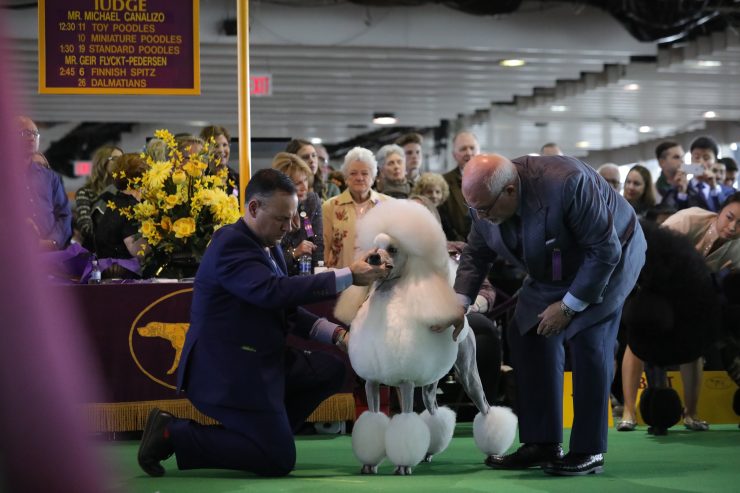 Annual Dog Show Returns To Madison Square Garden In February With