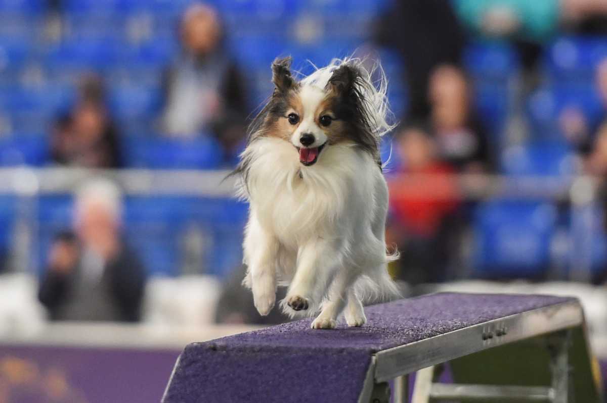 A dog competes in the Masters Agility Championship during the Westminster Kennel Club Dog Show in New York
