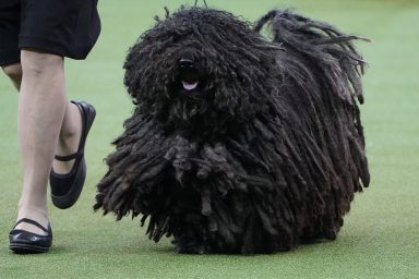 A Puli named Spaetzle is judged at the 2020 Westminster Kennel Club Dog Show at Madison Square Garden in New York City