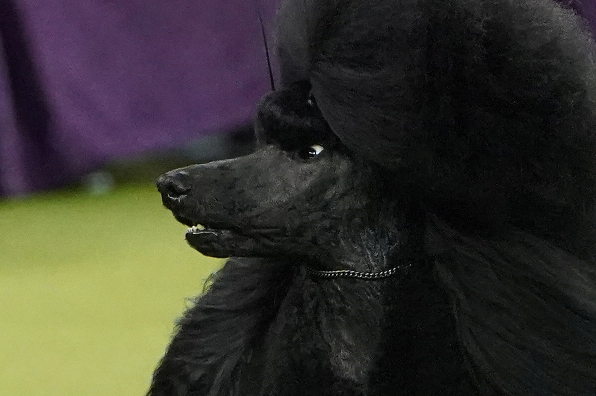 Kennel club miniature clearance poodle