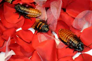Julie Larsen Maher_2130_Madagascar Hissin…