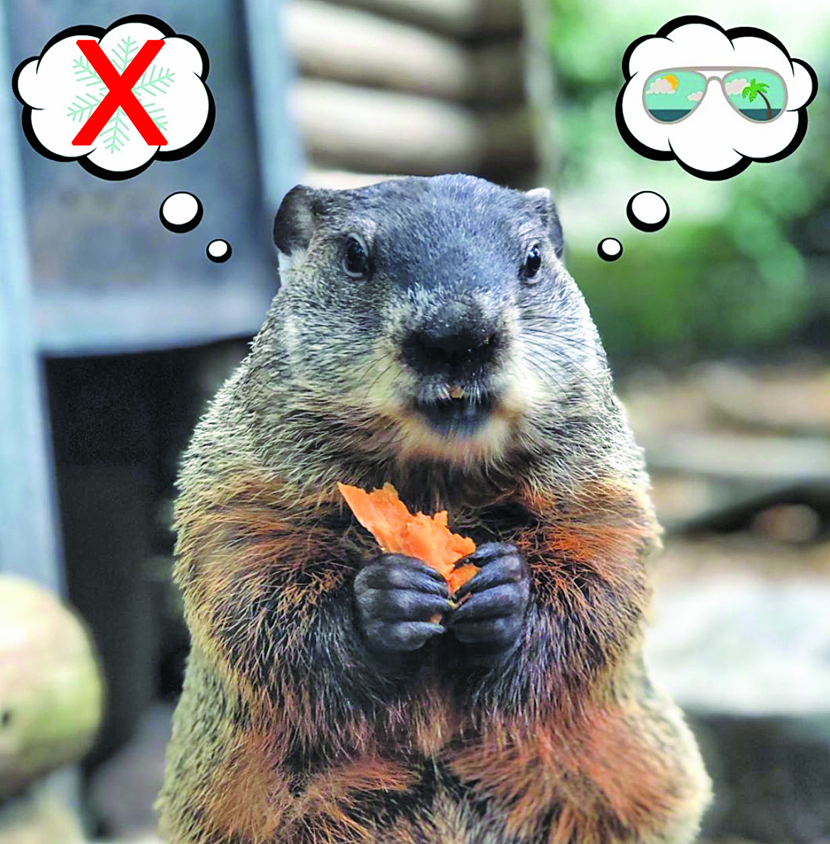 Well, it's Groundhog Day (again)... and Staten Island ...