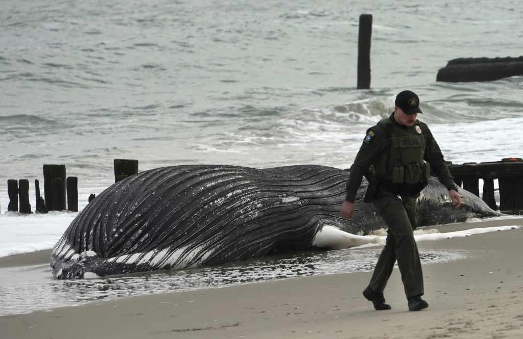 SEE IT 35foot humpback whale washes up on Rockaway’s Riis Park(00)