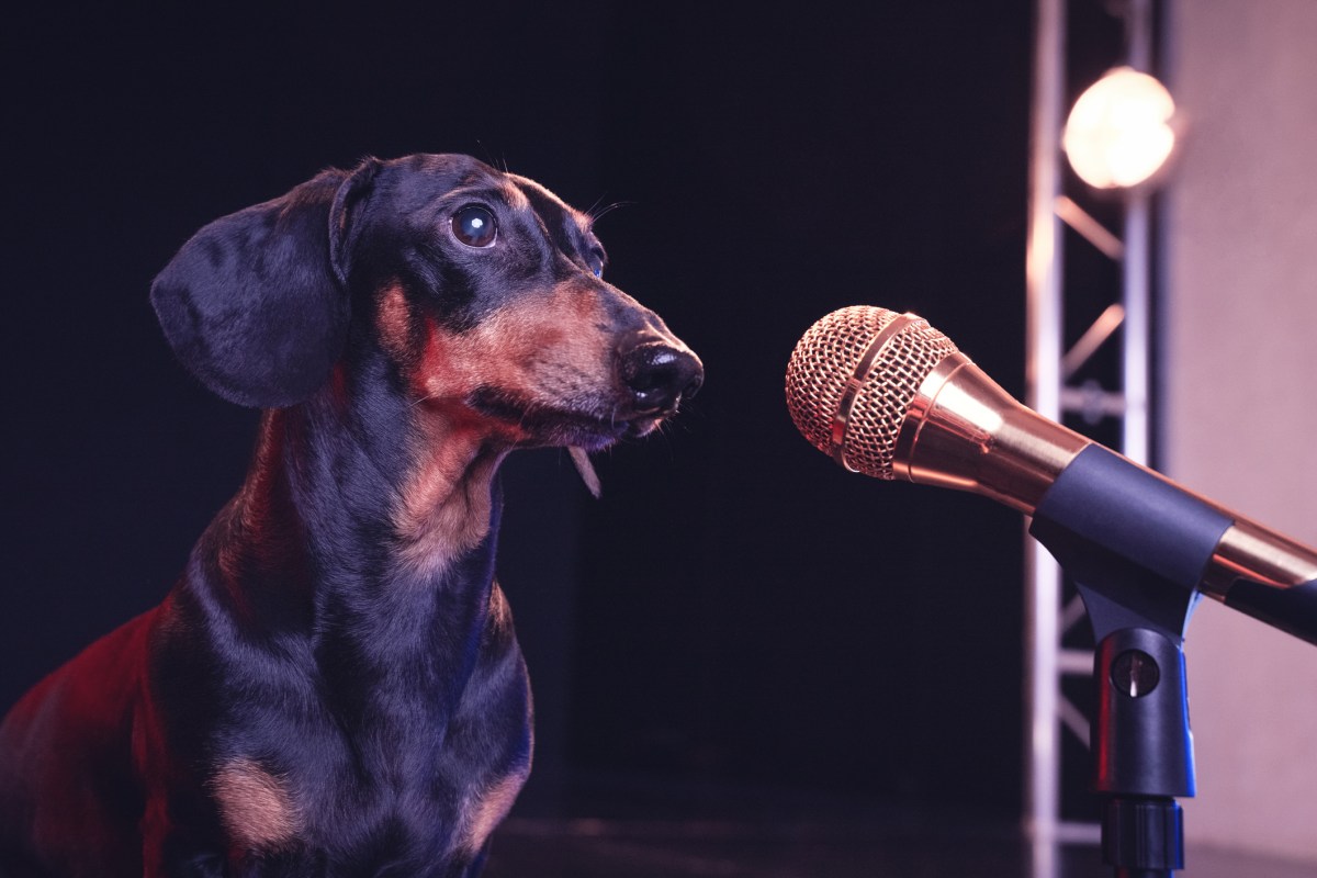 Black and tan dachshund in front of golden microphone, on the stage Concept of show, party or karaoke vocal. Studio, stage lights, black background.