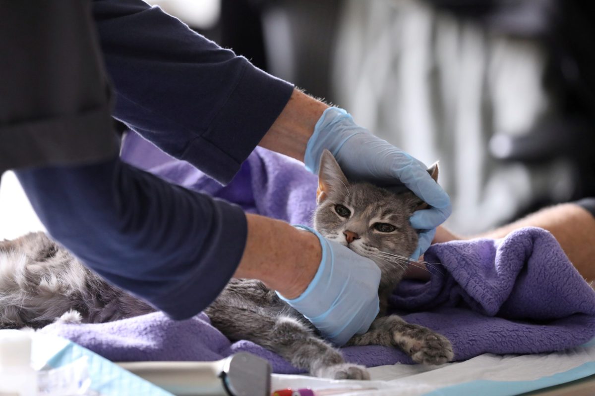 FILE PHOTO: Home vet visits in New York during the outbreak of the coronavirus disease (COVID-19)
