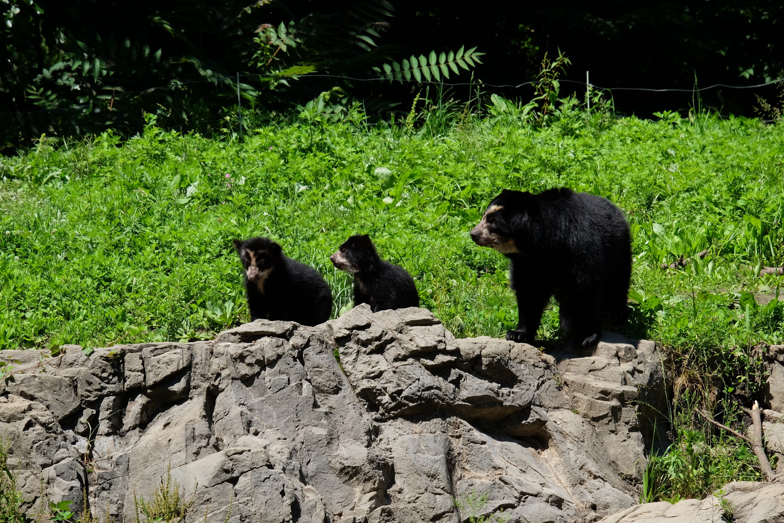 Watch the Queens Zoo’s Andean bear cubs explore their habitat for the first time on new episode