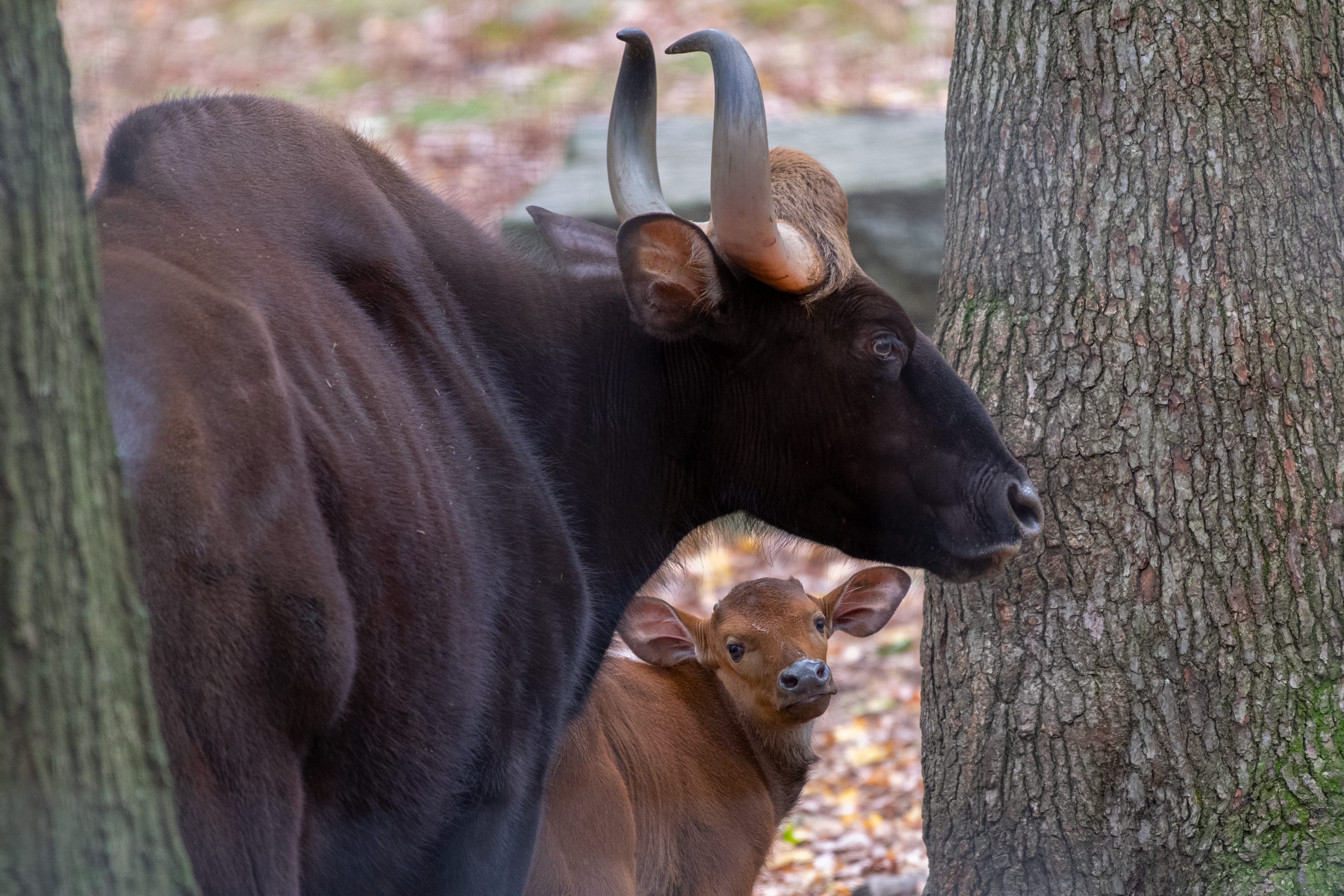 Two baby gaur calves born at Bronx Zoo while closed down during pandemic |  amNewYork