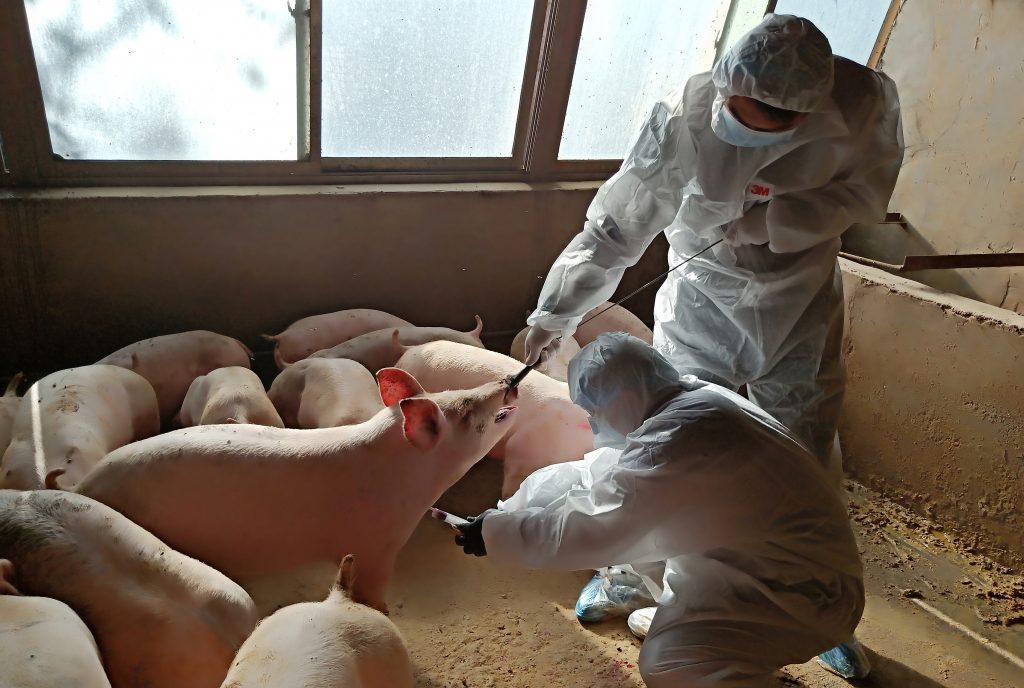 FILE PHOTO: Local animal husbandry workers inject a pig to collect blood sample at a pig farm in Zhangye, Gansu